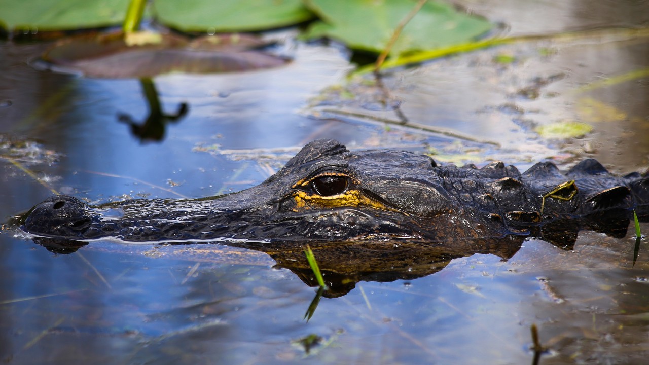 everglades