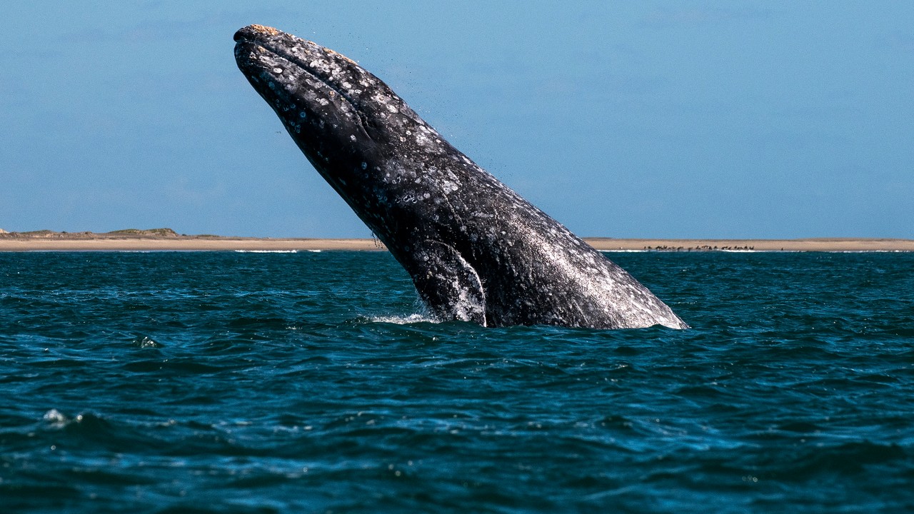 A California gray whale leaps out of the waters of Magdalena Bay Wednesday, Feb. 12, 2020 near Puerto Chale. After a 5,000 mile migration from Alaska, hundreds of grey whales call this bay home as they mate, give birth and raise their young here. Photo by Michael Ciaglo